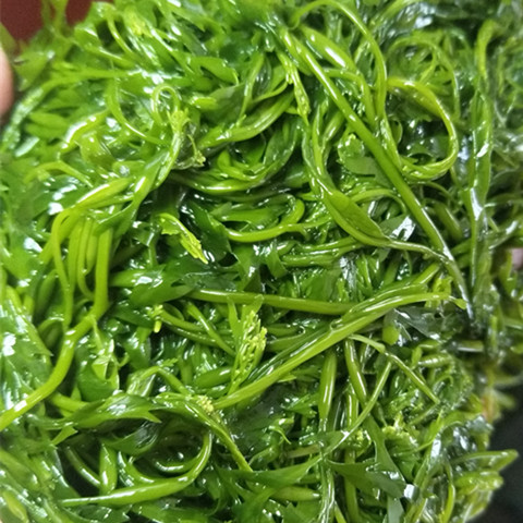 新鲜盐渍马尾藻草鞭炮笋海草海带长寿菜螺旋藻凉拌火锅酒店食材